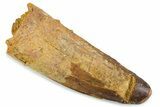 Fossil Spinosaurus Tooth - Feeding Worn Tip #374005-1
